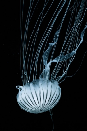 Picture of JELLYFISH HEADING DOWN