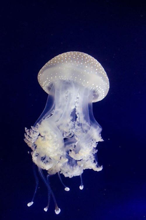Picture of JELLYFISH IN BLUE