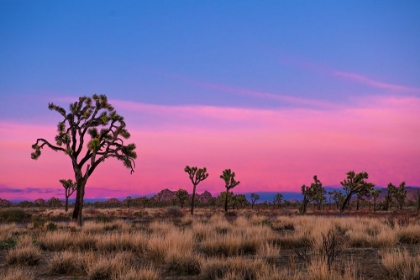 Picture of JOSHUA TREES AT SUNSET