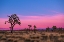 Picture of JOSHUA TREES AT SUNSET