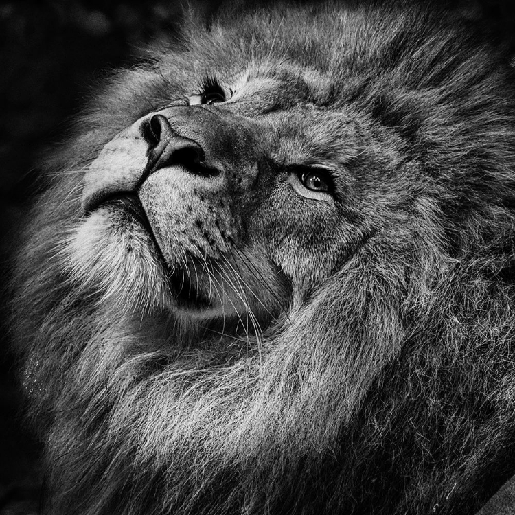 Picture of LION CLOSE UP