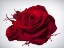 Picture of LIQUID RED ROSE