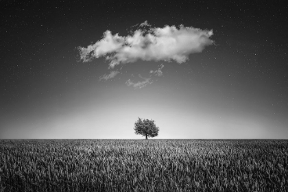 Picture of LONELY TREE