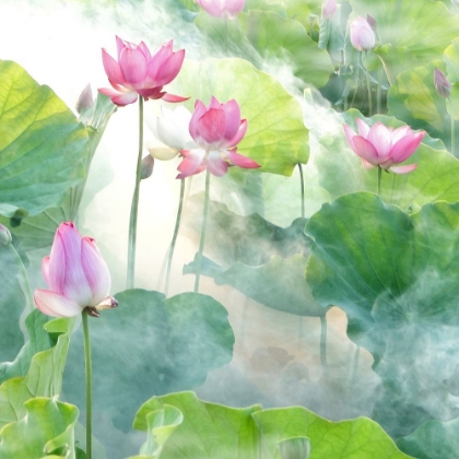 Picture of LOTUS FLOWERS