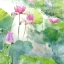 Picture of LOTUS FLOWERS