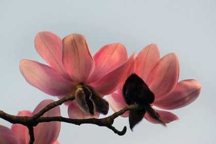 Picture of MAGNOLIA CAMPBELLII FLOWERS