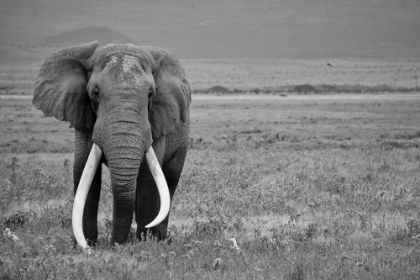 Picture of MAJESTIC AFRICAN ELEPHANT