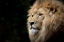 Picture of MAJESTY