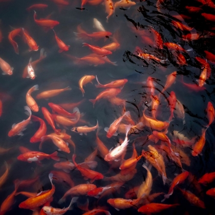 Picture of MANY KOI