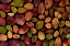 Picture of MAPLE LEAVES