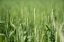 Picture of MONTANA WHEAT FIELD