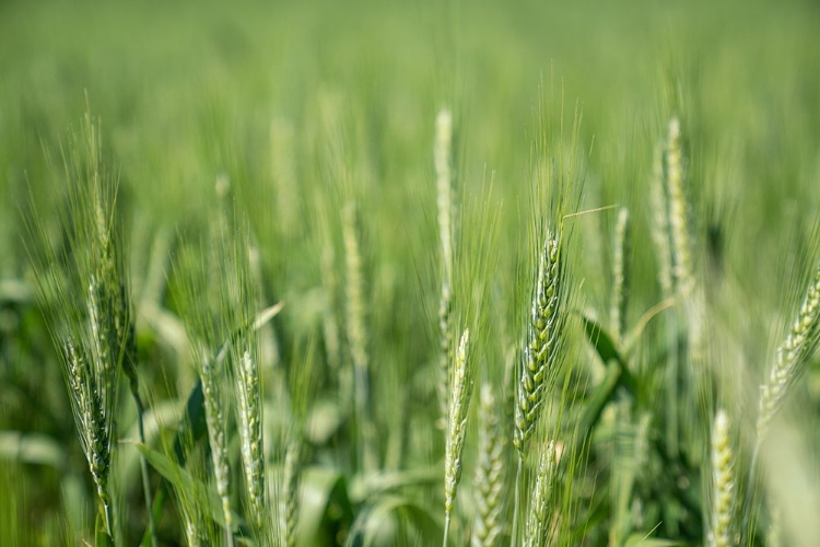 Picture of MONTANA WHEAT FIELD