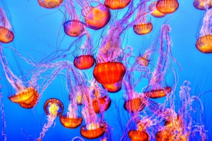 Picture of MONTEREY BAY AQUARIUM, CALIFORNIA