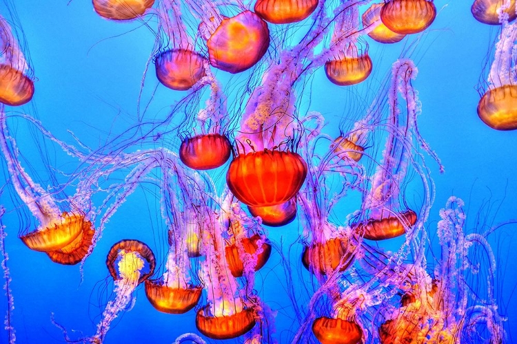 Picture of MONTEREY BAY AQUARIUM, CALIFORNIA