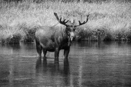Picture of MOOSE IN THE RIVER
