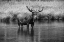Picture of MOOSE IN THE RIVER
