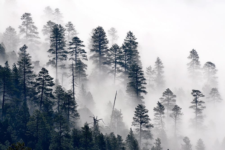 Picture of MORNING MISTY CLOUDS