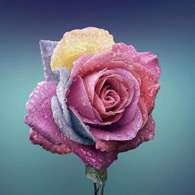 Picture of MULTI COLOR ROSE