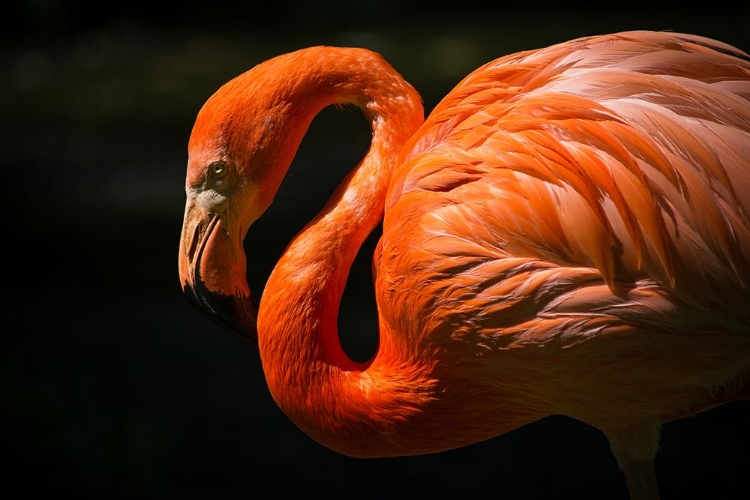 Picture of ORANGE FLAMINGO