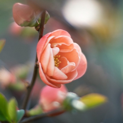 Picture of ORANGE ROSE