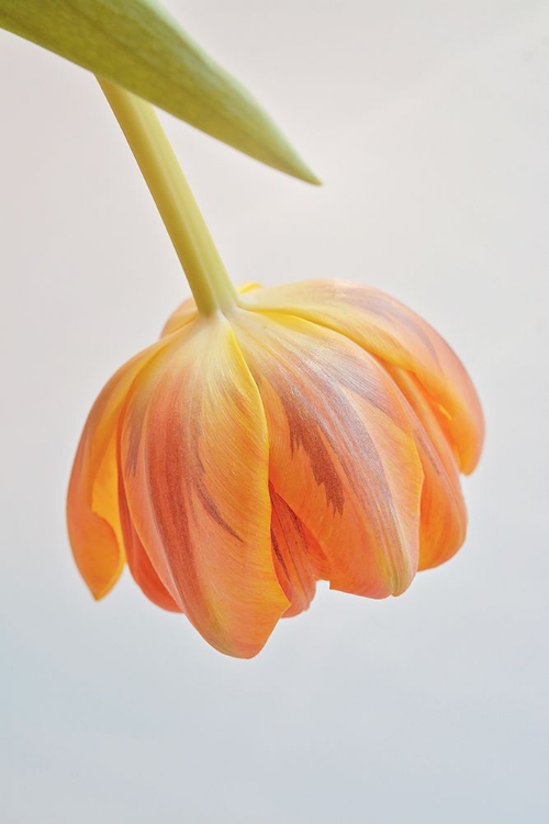 Picture of ORANGE TULIP