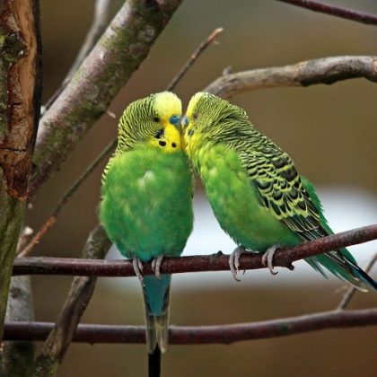 Picture of PARAKEET LOVE BIRDS