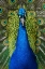 Picture of PEACOCK PORTRAIT