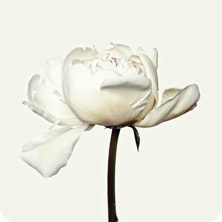 Picture of PEONY FLOWER