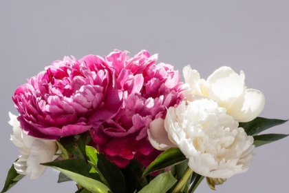 Picture of PINK AND WHITE PEONIES