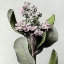 Picture of PINK BLOSSOM