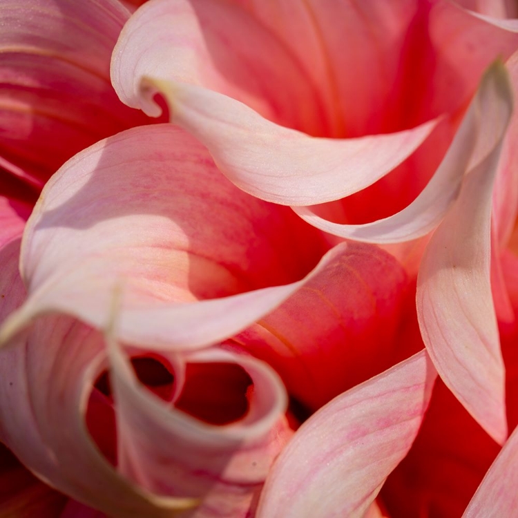 Picture of PINK FLOWER MACRO