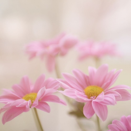 Picture of PINK FLOWERS