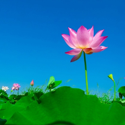 Picture of PINK LOTUS