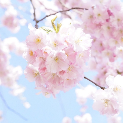 Picture of PINK PEACH BLOSSOM