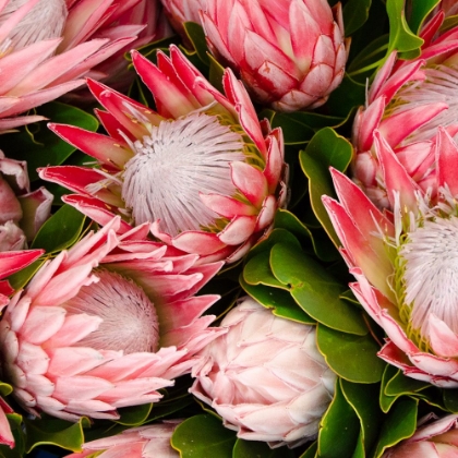 Picture of PINK PROTEA BLOOMS