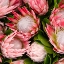 Picture of PINK PROTEA BLOOMS