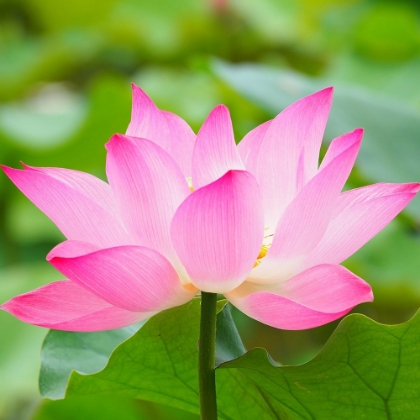 Picture of PINK WATER LILY