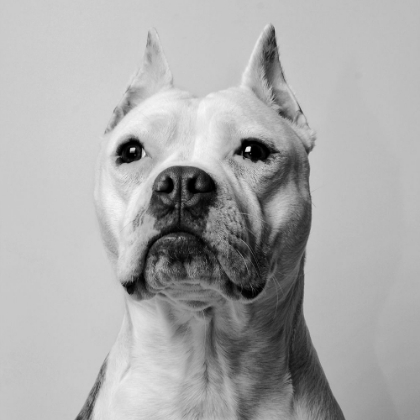 Picture of PIT BULL PATIENCE