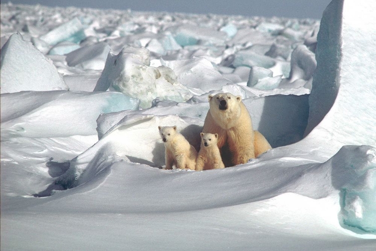 Picture of POLAR BEAR MOM AND HER CUBS