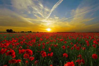 Picture of POPPY FIELD AT SUNSET