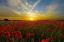 Picture of POPPY FIELD AT SUNSET