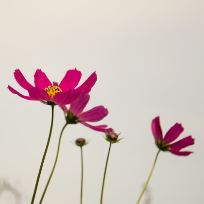 Picture of PURPLE COSMOS