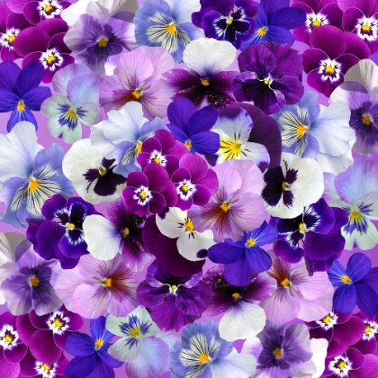 Picture of PURPLE FLOWER POWER