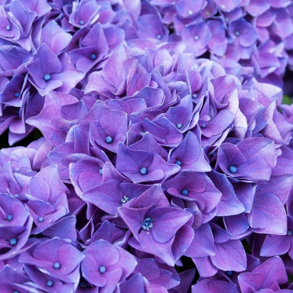 Picture of PURPLE HYDRANGEA