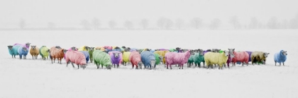 Picture of RAINBOW SHEEP