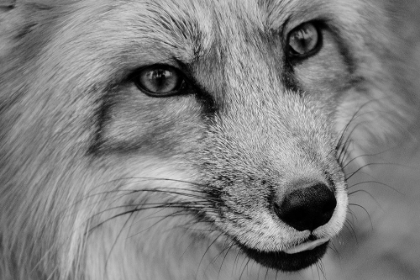Picture of CUNNING FOX