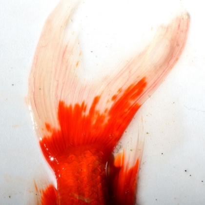 Picture of RED KOI TAIL