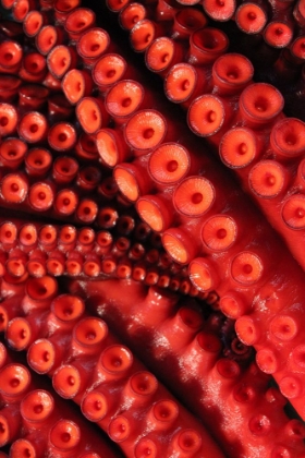 Picture of RED OCTOPUS