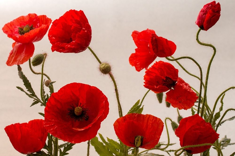 Picture of RED POPPIES I