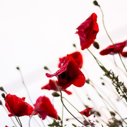 Picture of RED POPPIES III